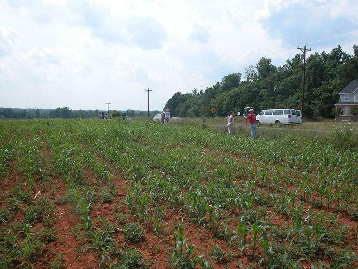 How to improve clay soil for gardening