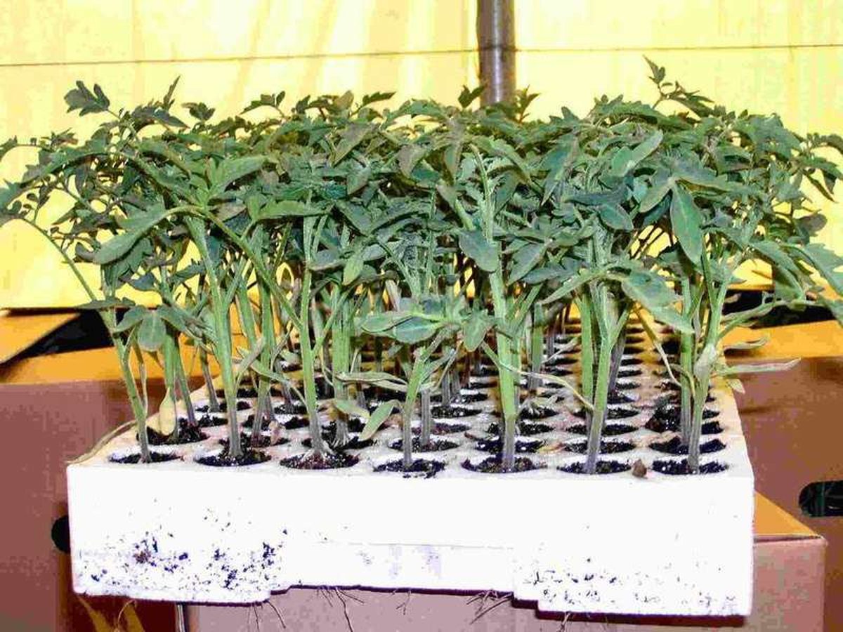 Leggy Seedlings: Why They Stretch, How Light Fixes Them, and When to Start Over
