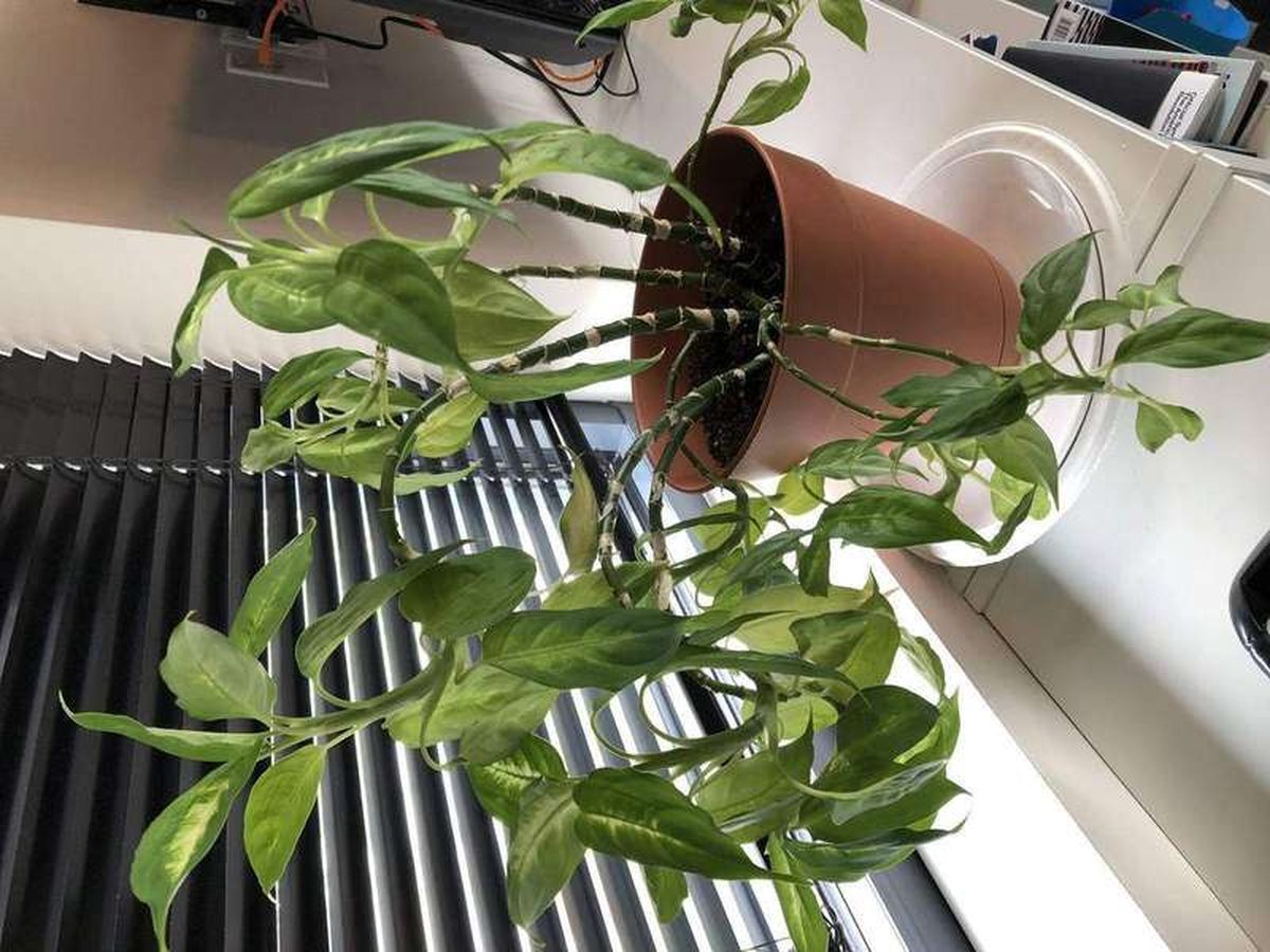 How to Tell Overwatering vs Underwatering in Plants: Finger Test and Weight Method