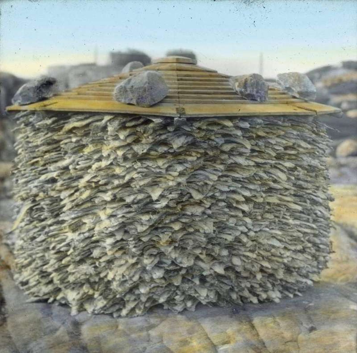 How Does Salt Preserve Food? Osmosis, Water Activity, and Microbes