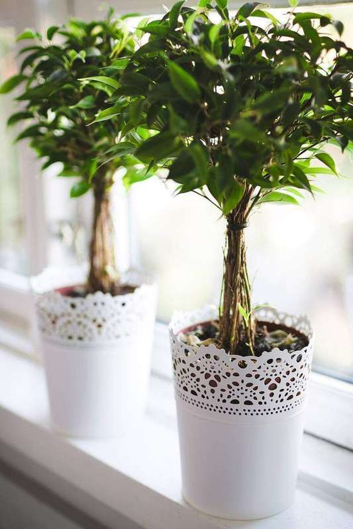 How to Start Seeds Indoors Without Grow Lights