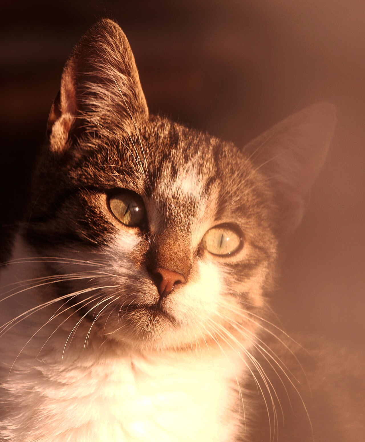 Why your cat bites you gently then licks you