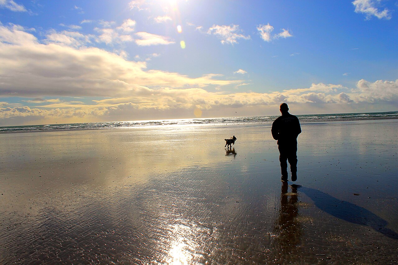 Why Your Dog Follows You Everywhere: 5 Reasons Explained