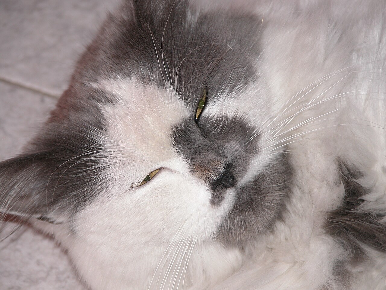 What does it mean when a cat slowly blinks at you?