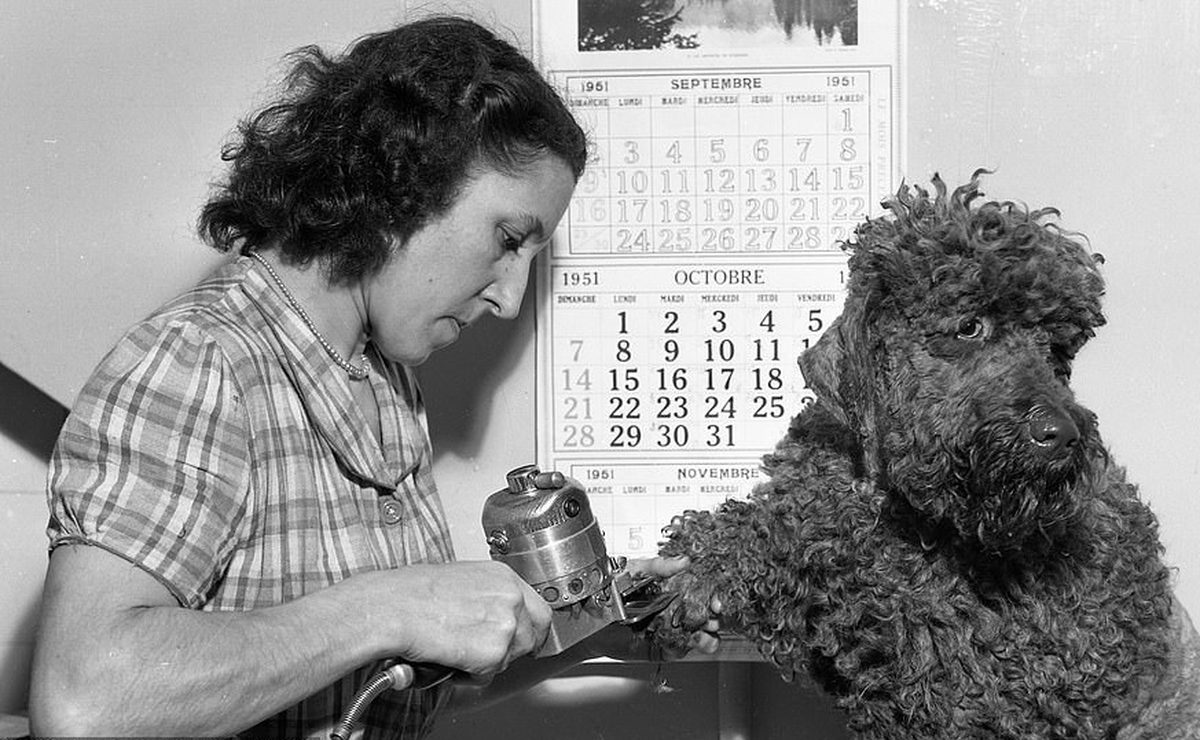 How Often Should You Bathe a Dog? Vet Guidance by Coat Type