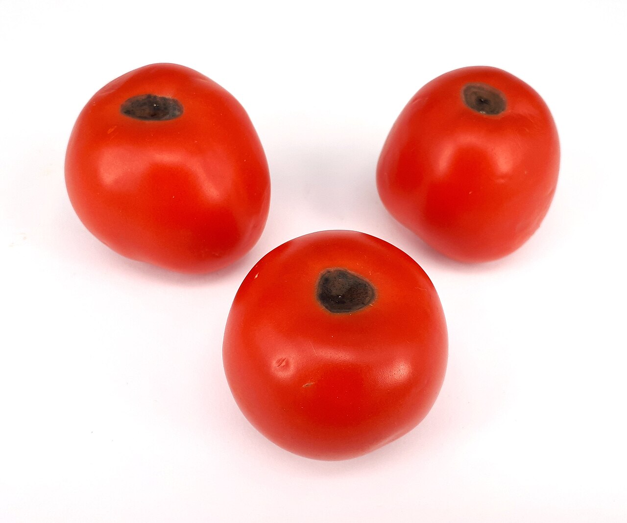 What Is Blossom End Rot on Tomatoes and What Causes It?