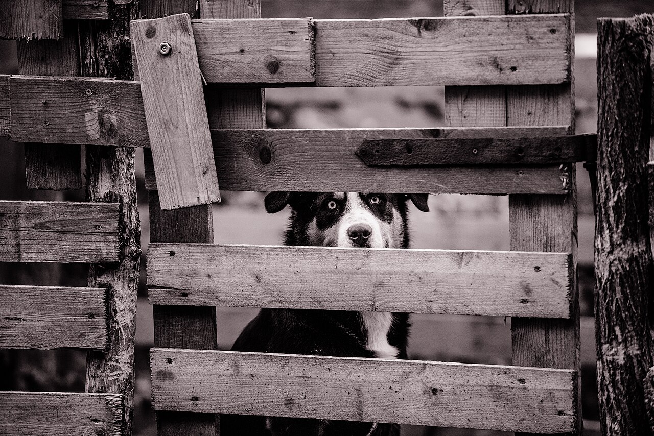 Why do dogs bark at the mail carrier specifically: the psychology