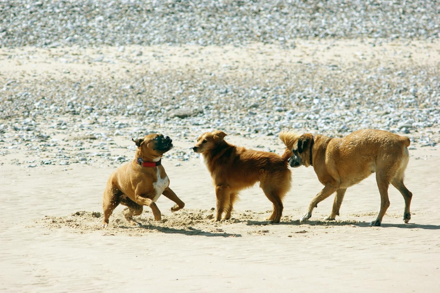 Why Dogs Sniff Each Other's Butts: The Science Explained