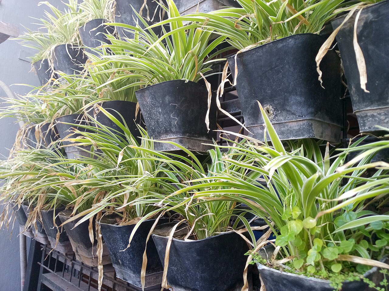 Why Indoor Plants Get Brown Leaf Tips and How to Fix Them