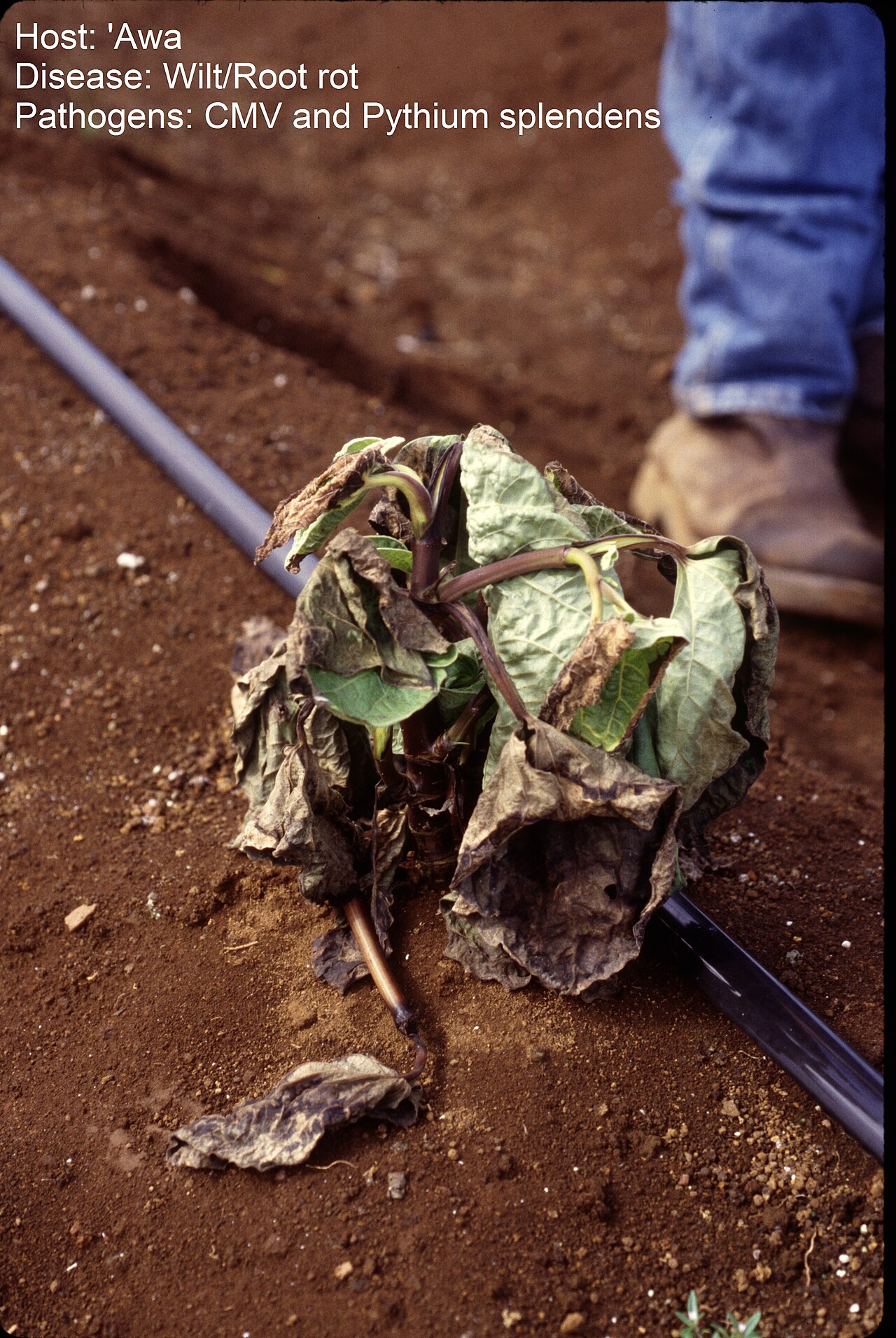 What Is Root Rot, and Why Does It Smell So Bad?